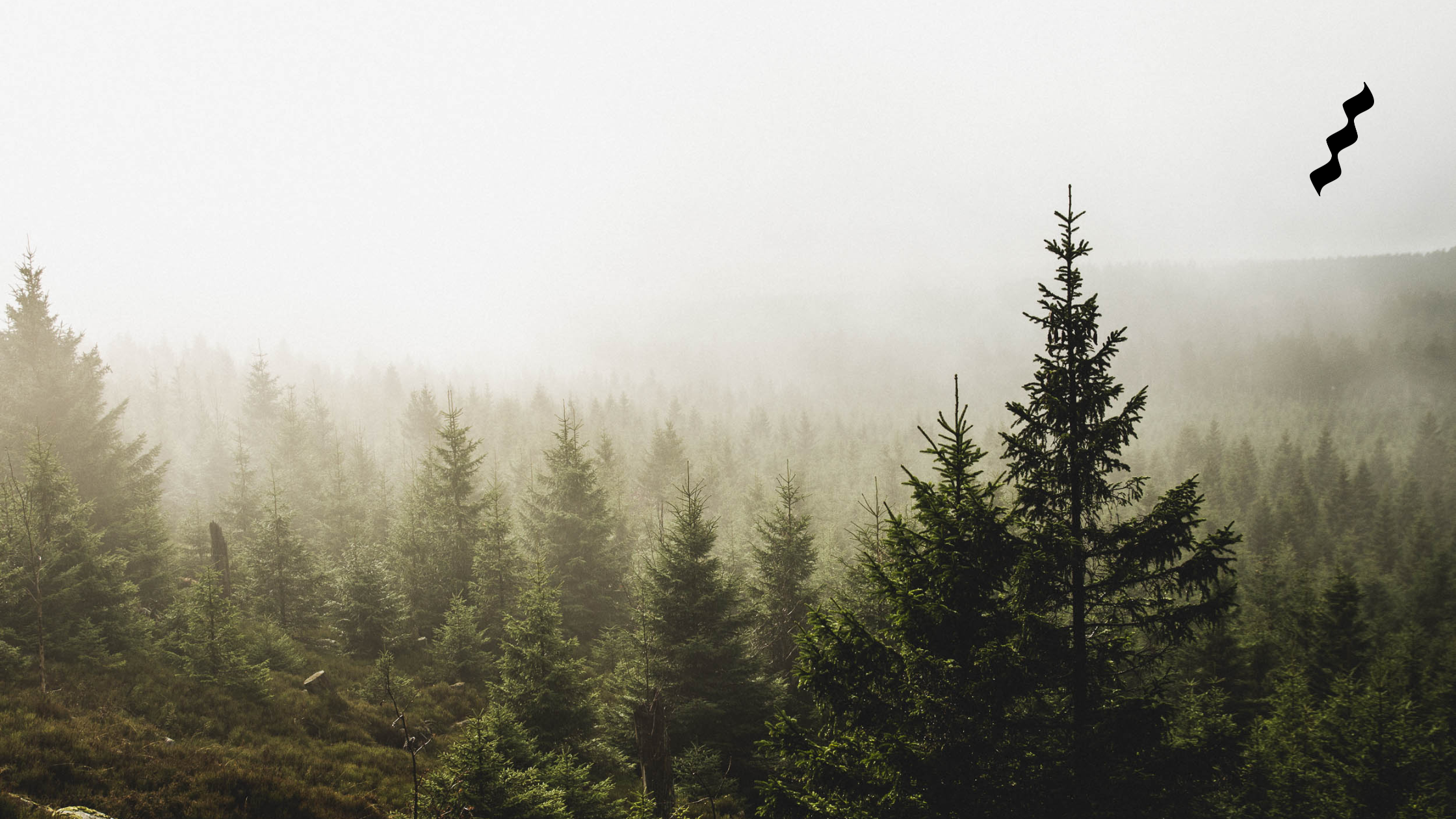 Aussicht auf eine nebelige Waldlandschaft